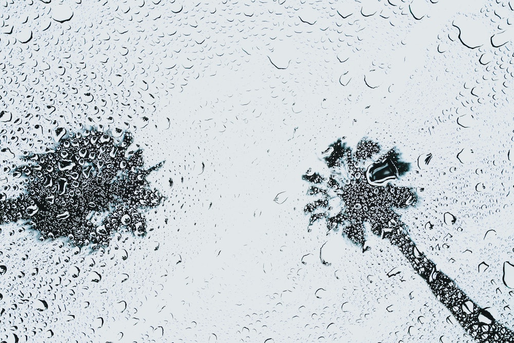 Palm trees viewed through rain